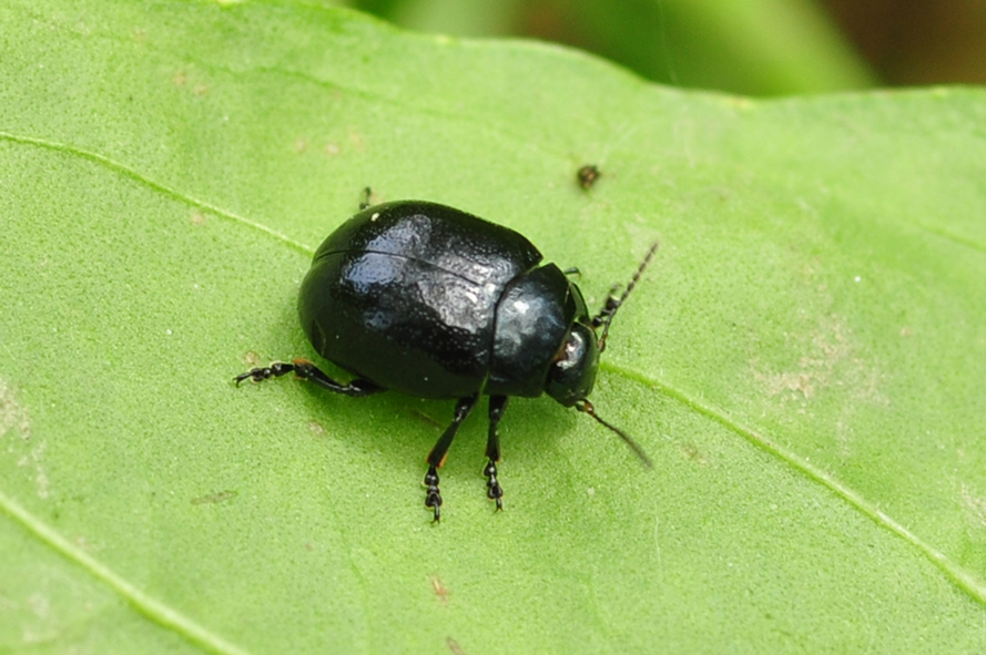 Chrysolina haemoptera